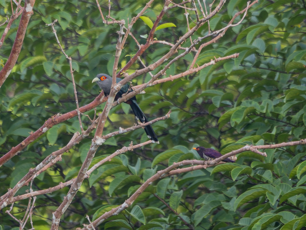 Chestnut-bellied Malkoha - Jayden Kang