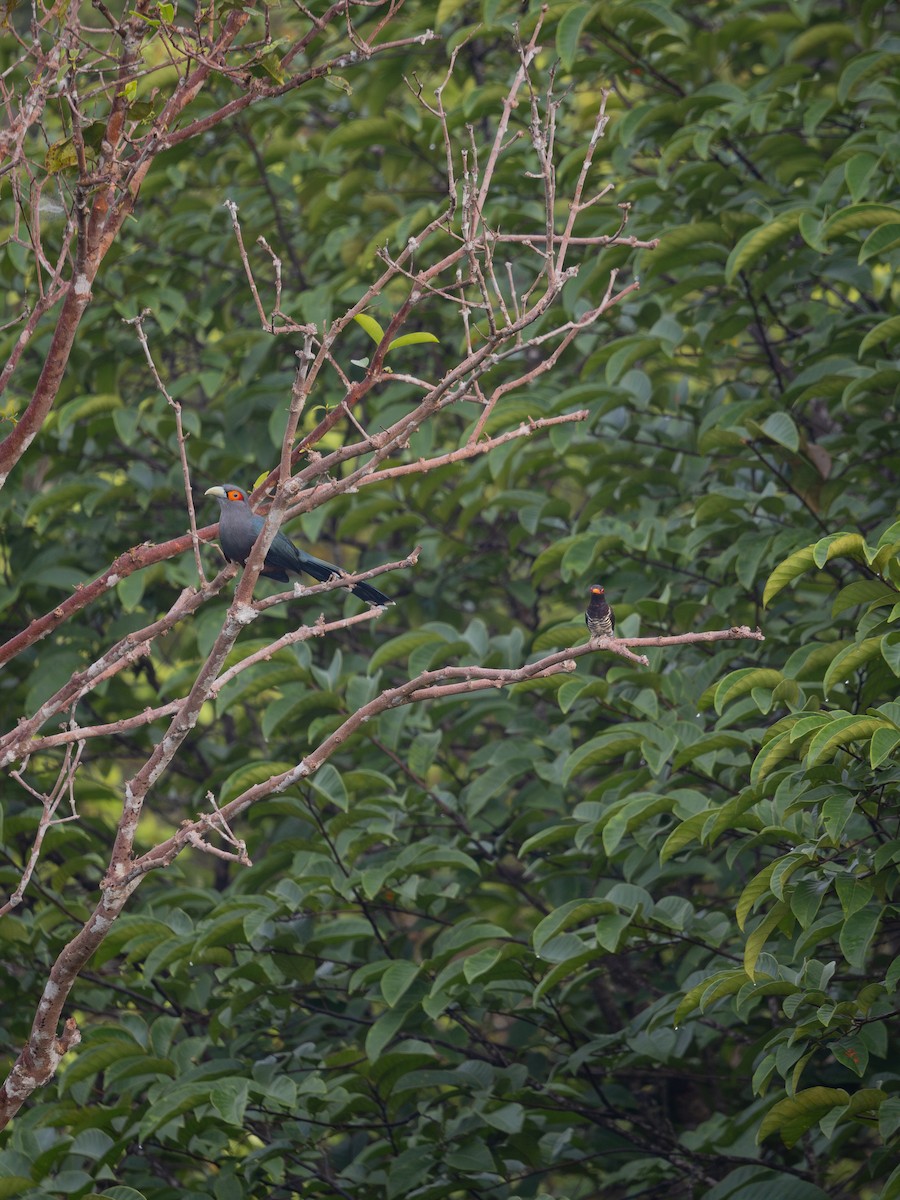 Chestnut-bellied Malkoha - Jayden Kang