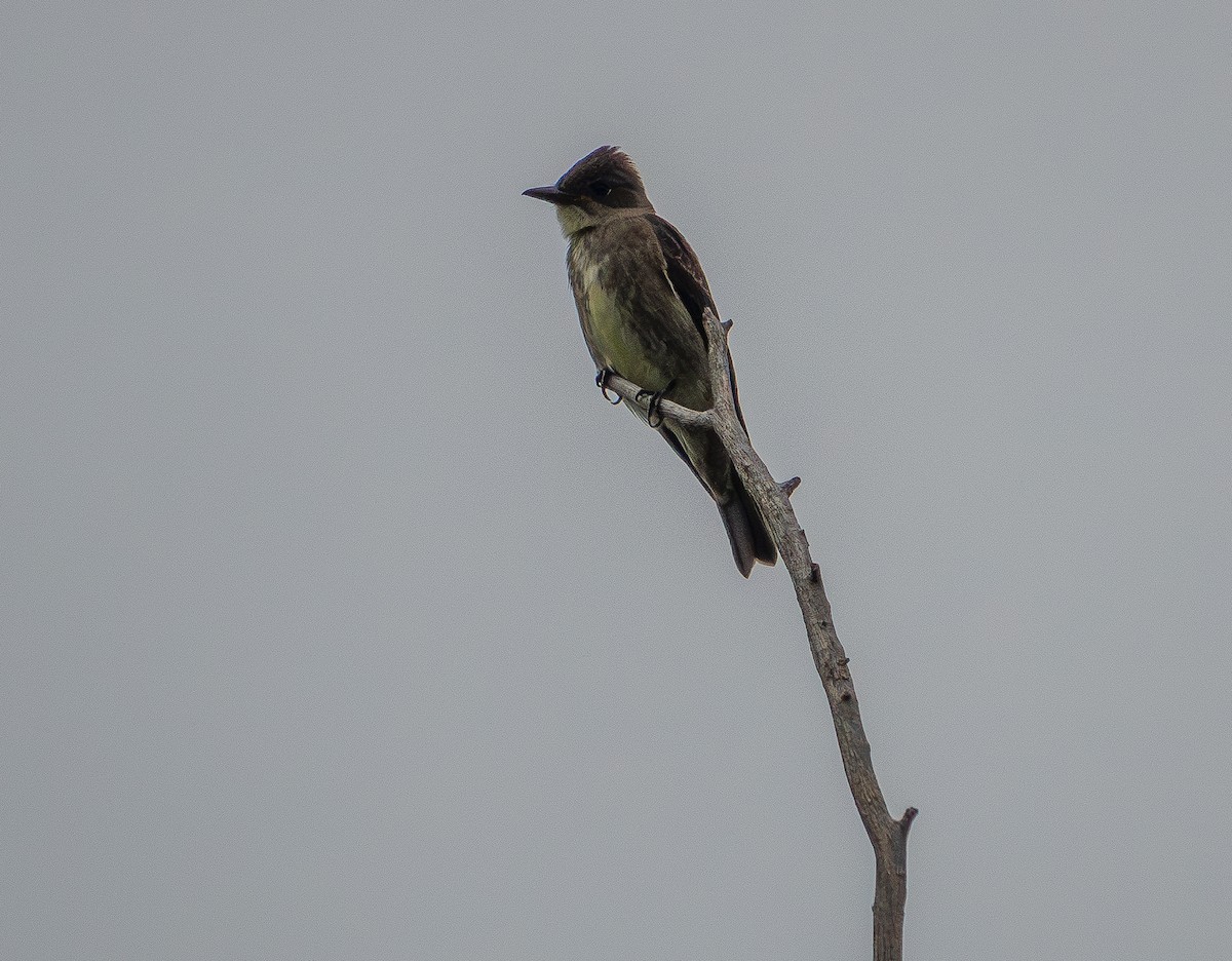 Olive-sided Flycatcher - ML623132622