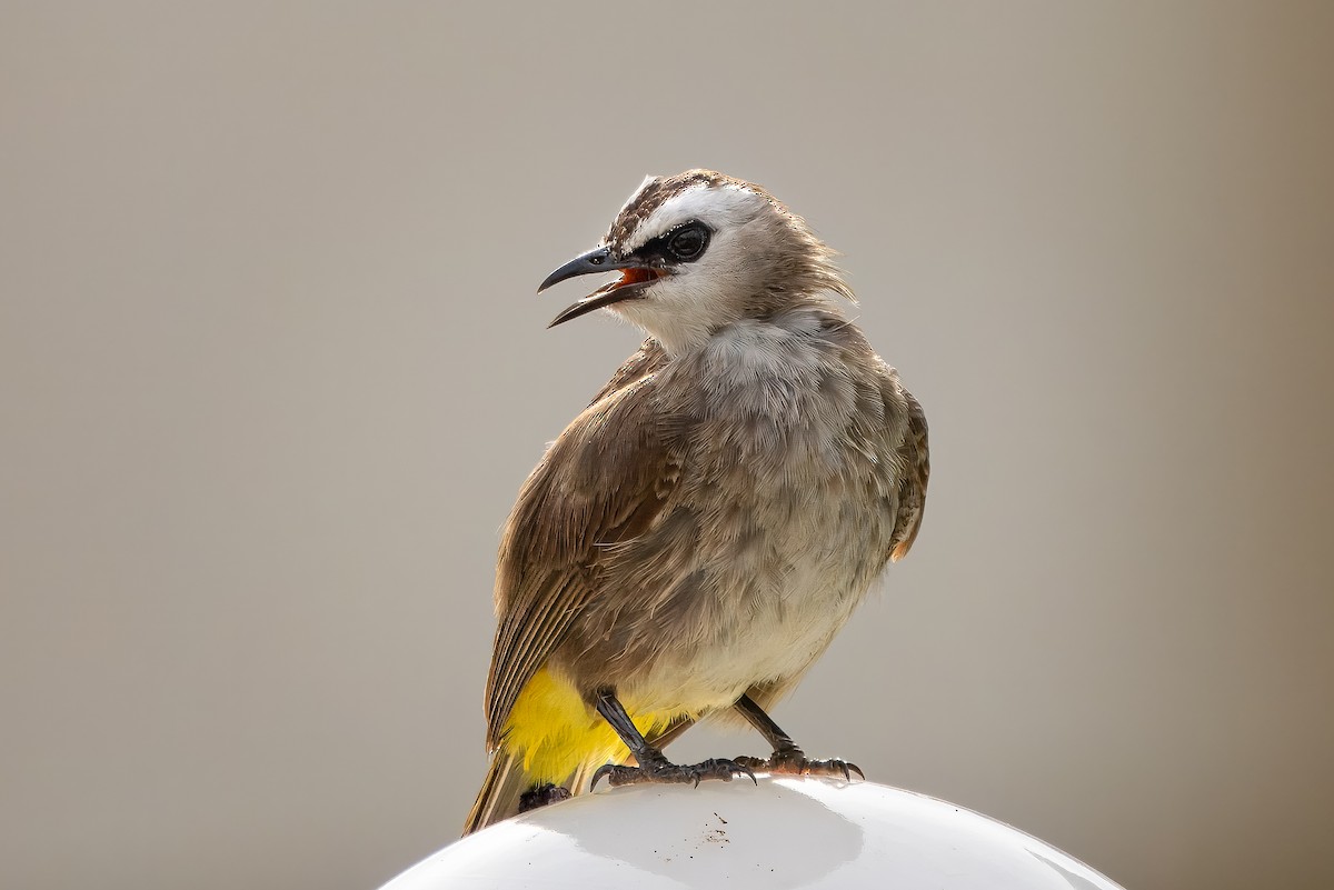Yellow-vented Bulbul - ML623132628