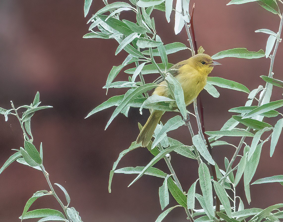 Orchard Oriole - ML623132638