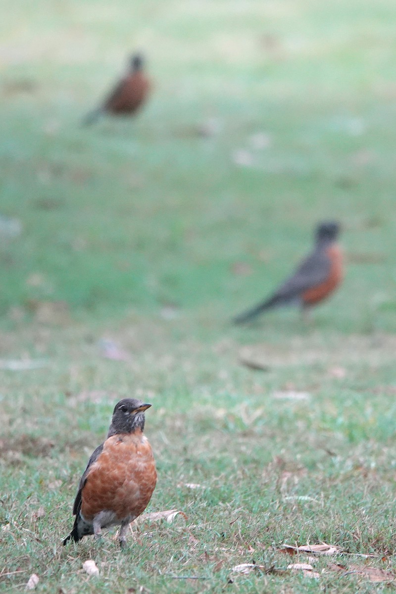 American Robin - ML623132646