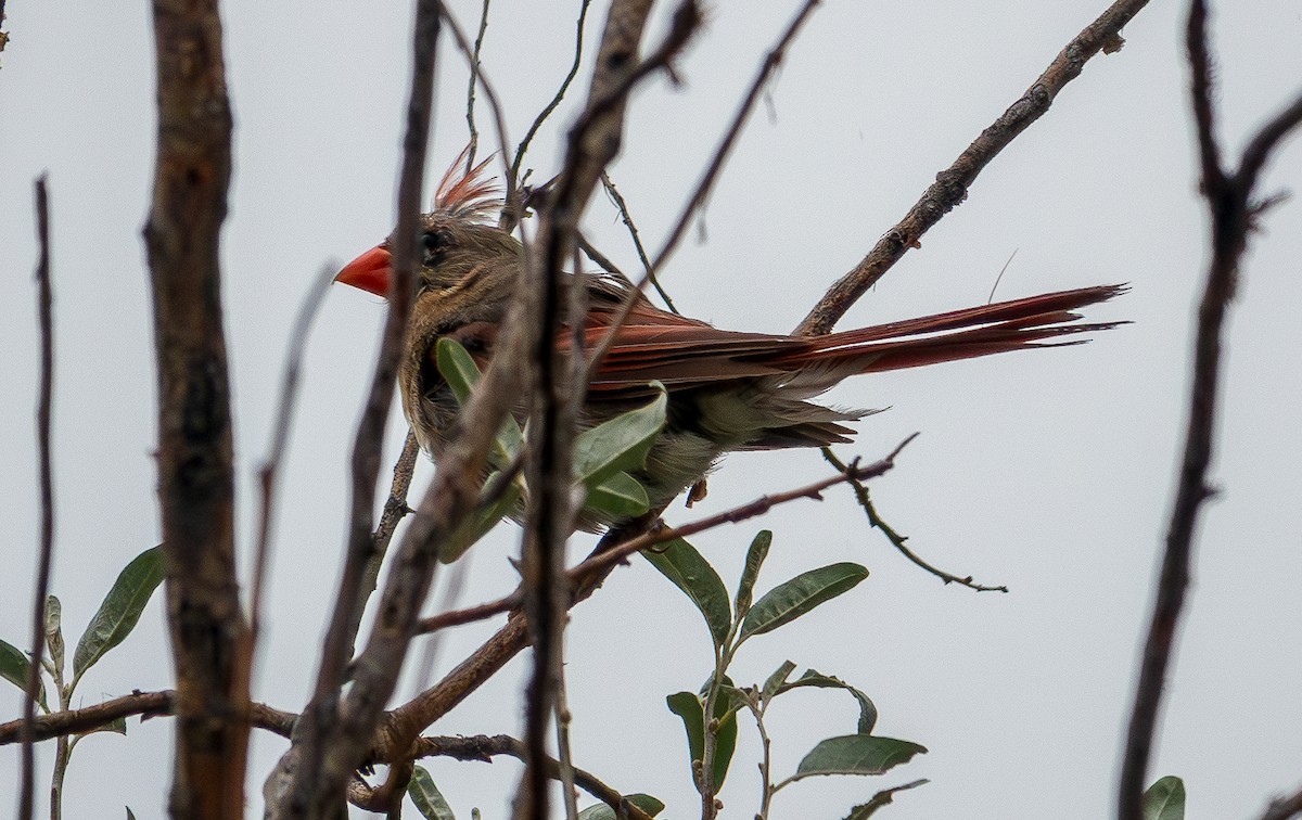 Northern Cardinal - Lois Farrington