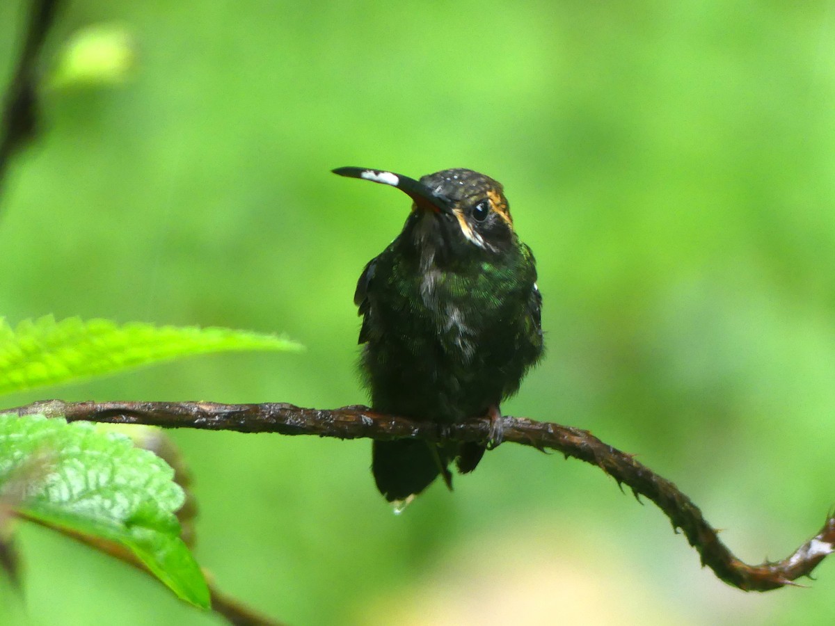 White-whiskered Hermit - ML623132679