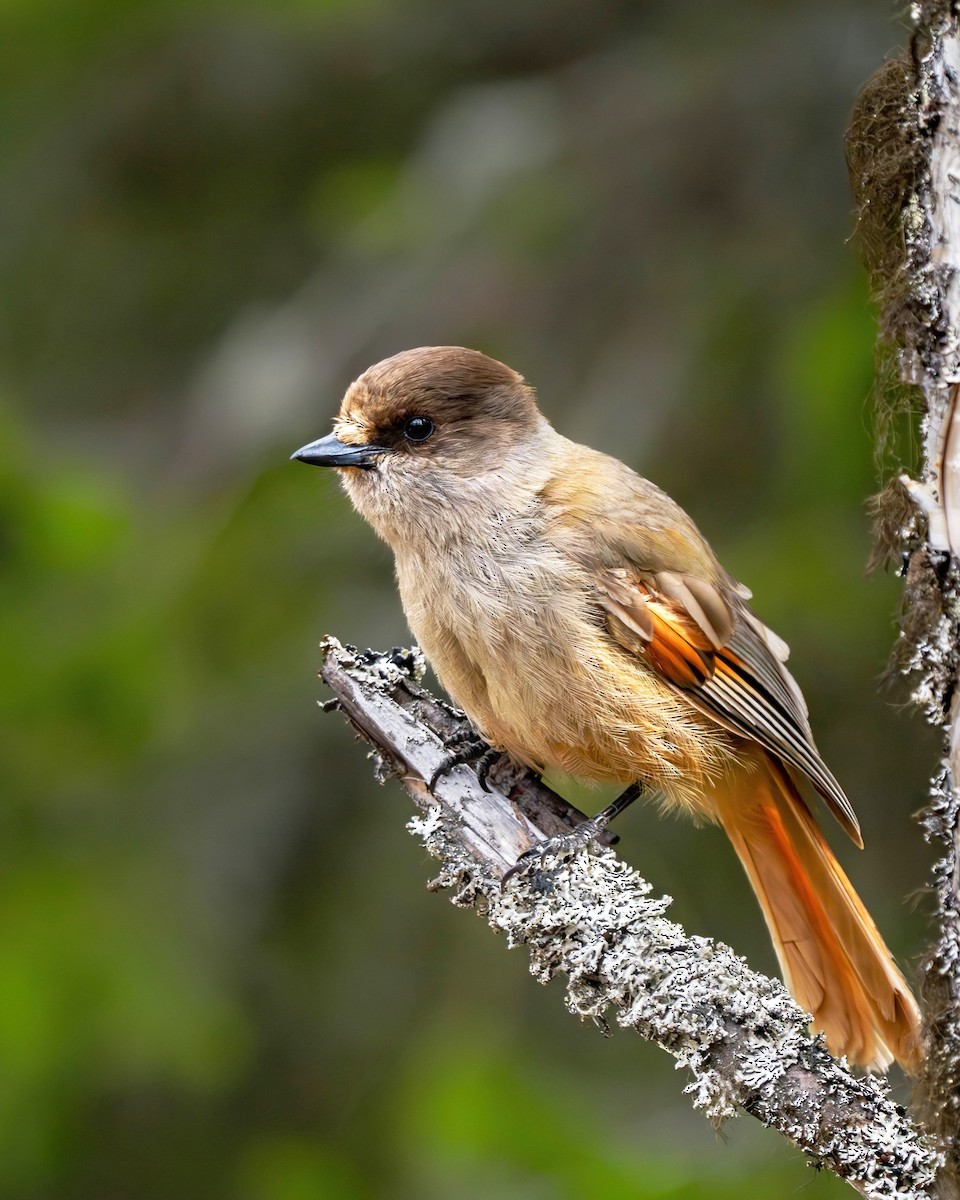 Siberian Jay - Fynn Zade