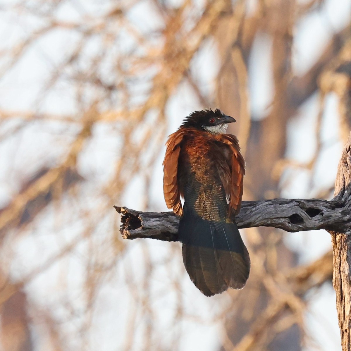 White-browed Coucal (Burchell's) - ML623132837