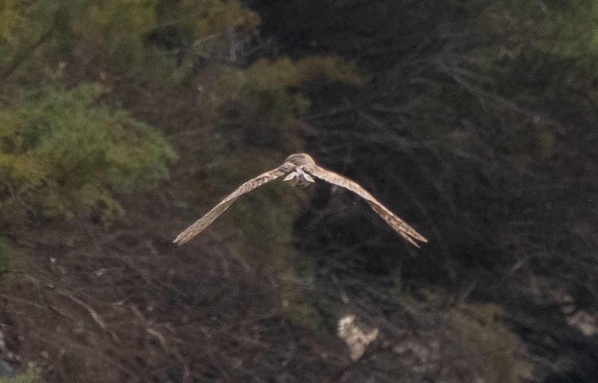 Barn Owl (American) - Esther Sumner