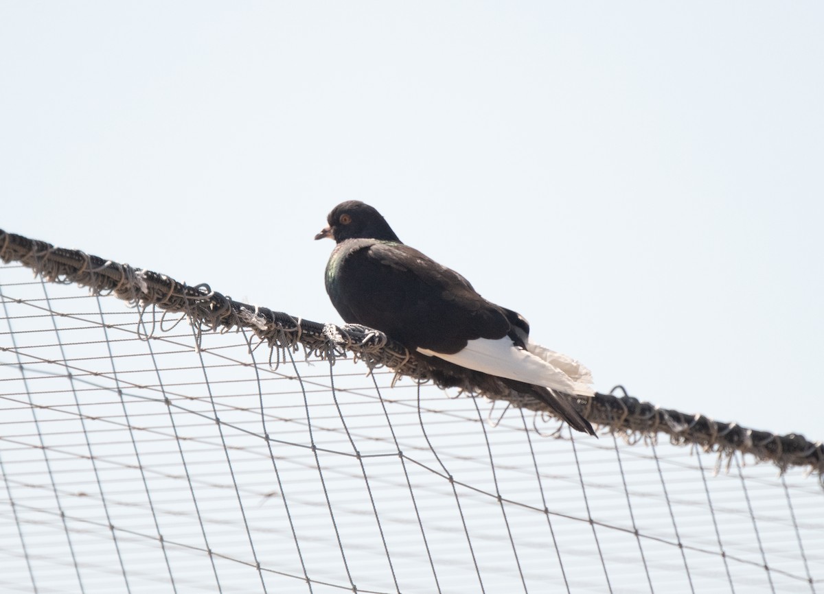 Rock Pigeon (Feral Pigeon) - ML623132936