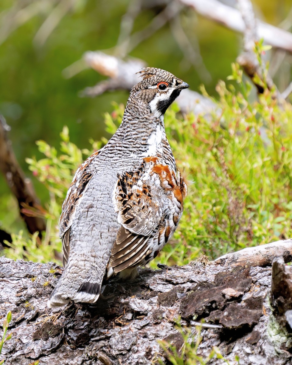 Hazel Grouse - ML623133080