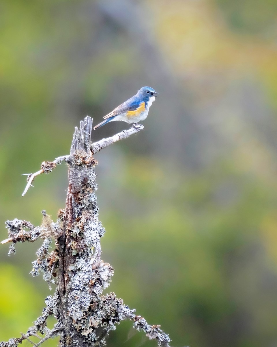 Red-flanked Bluetail - ML623133124