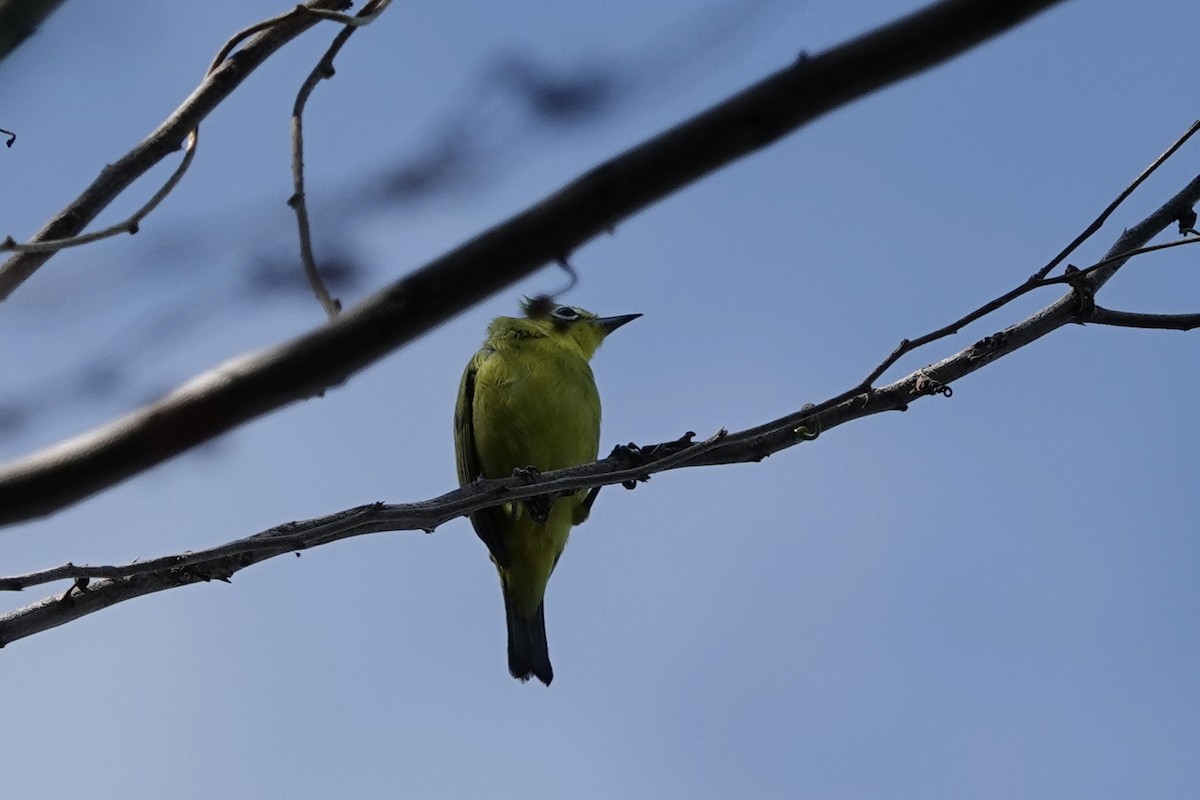 Lemon-bellied White-eye - ML623133218