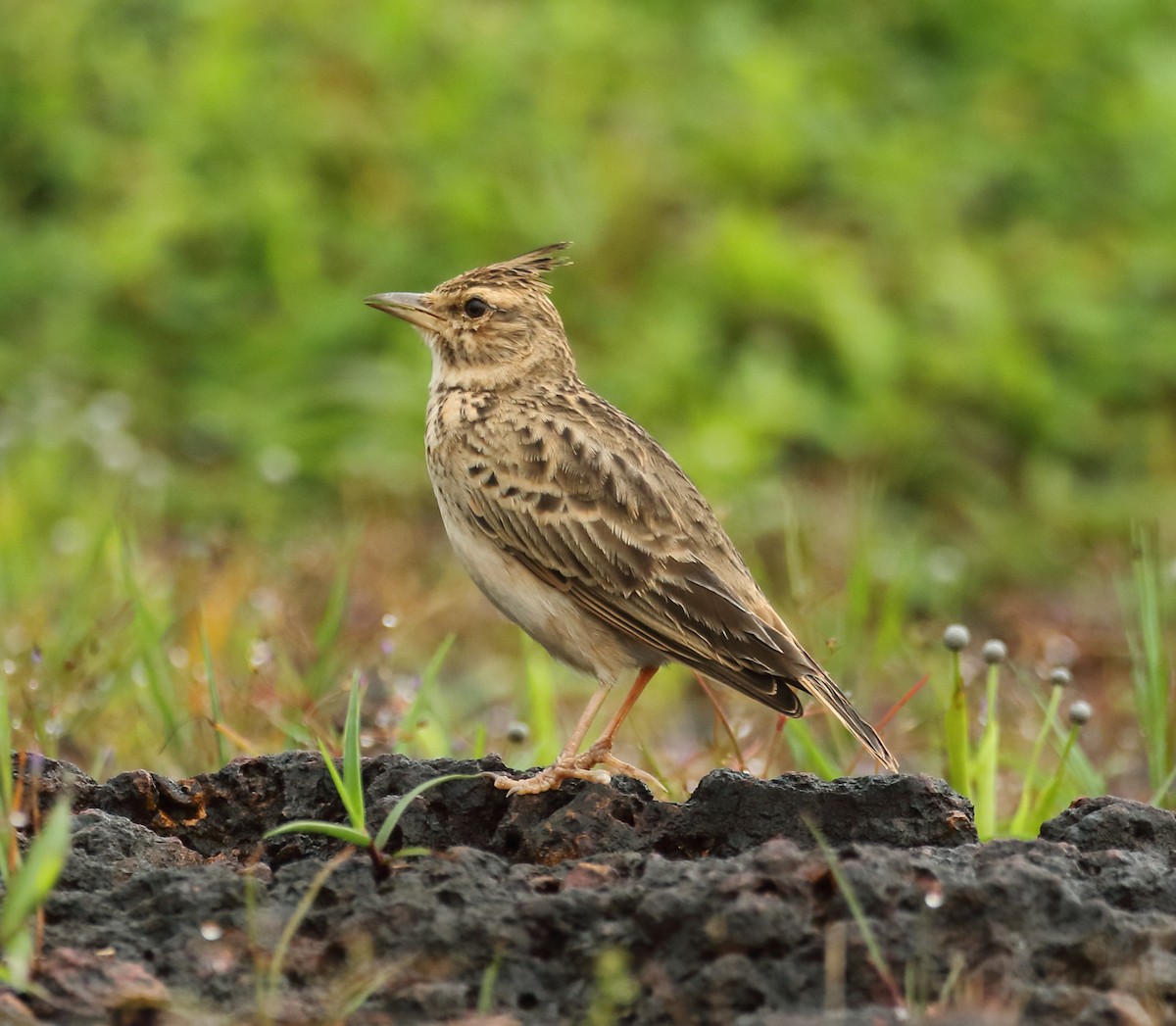 Malabar Lark - ML623133253