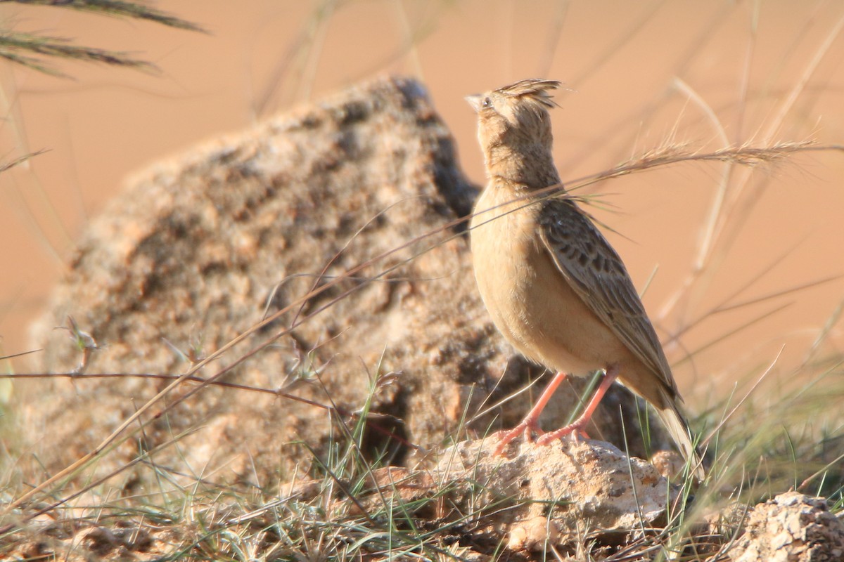 Tawny Lark - Krishnamoorthy Muthirulan