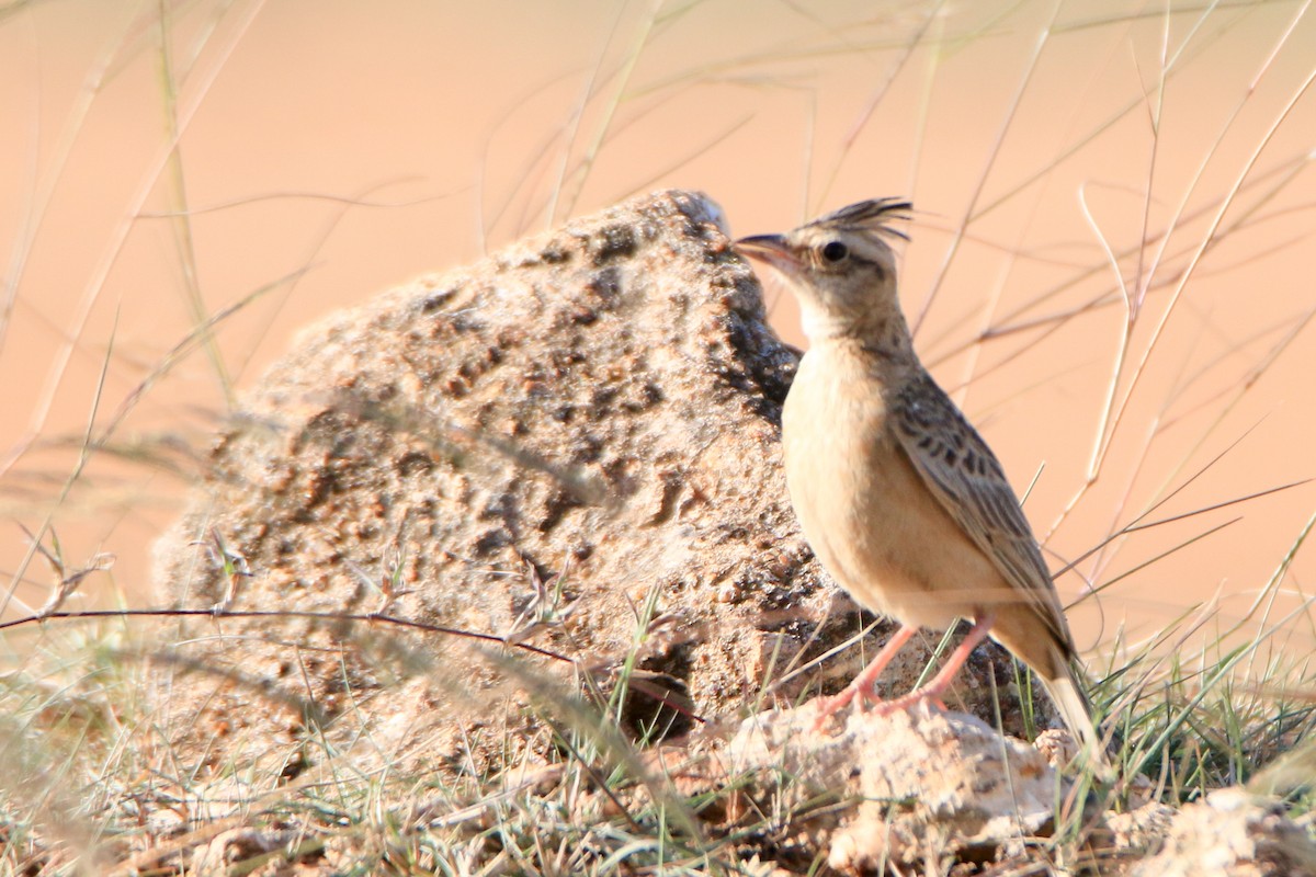 Tawny Lark - Krishnamoorthy Muthirulan