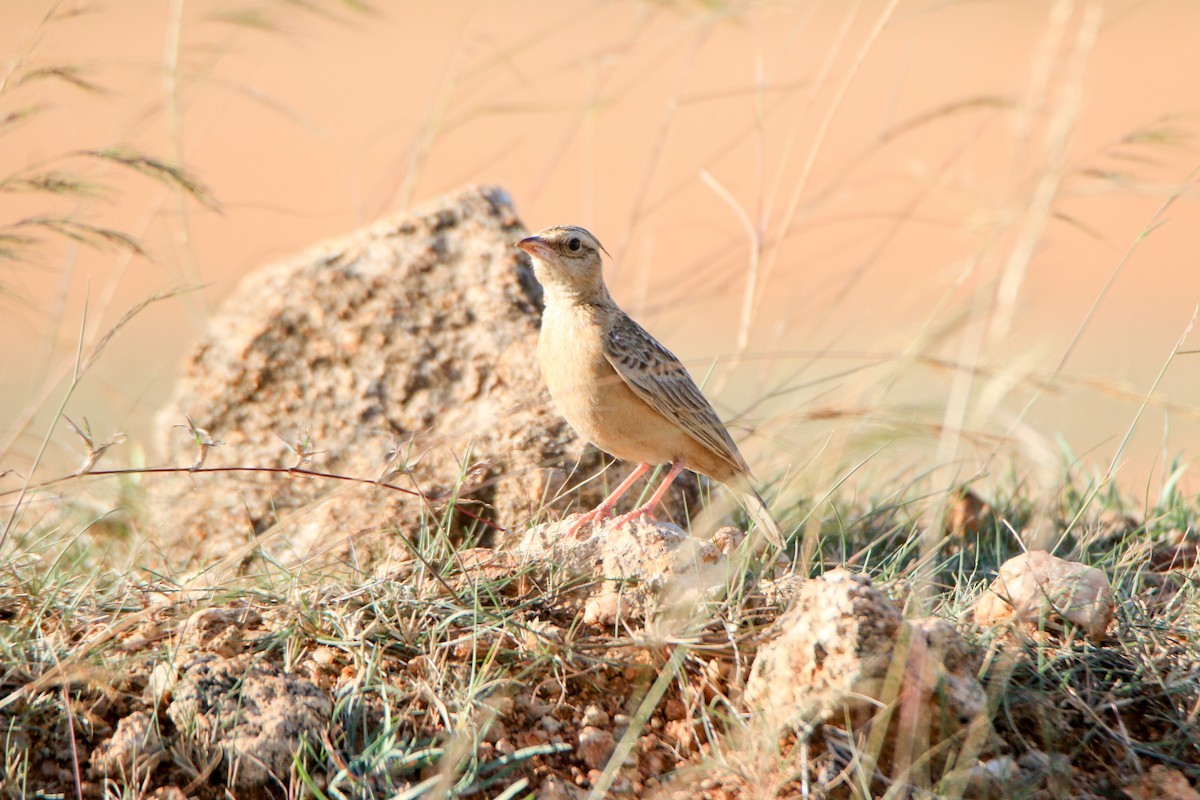 Tawny Lark - Krishnamoorthy Muthirulan