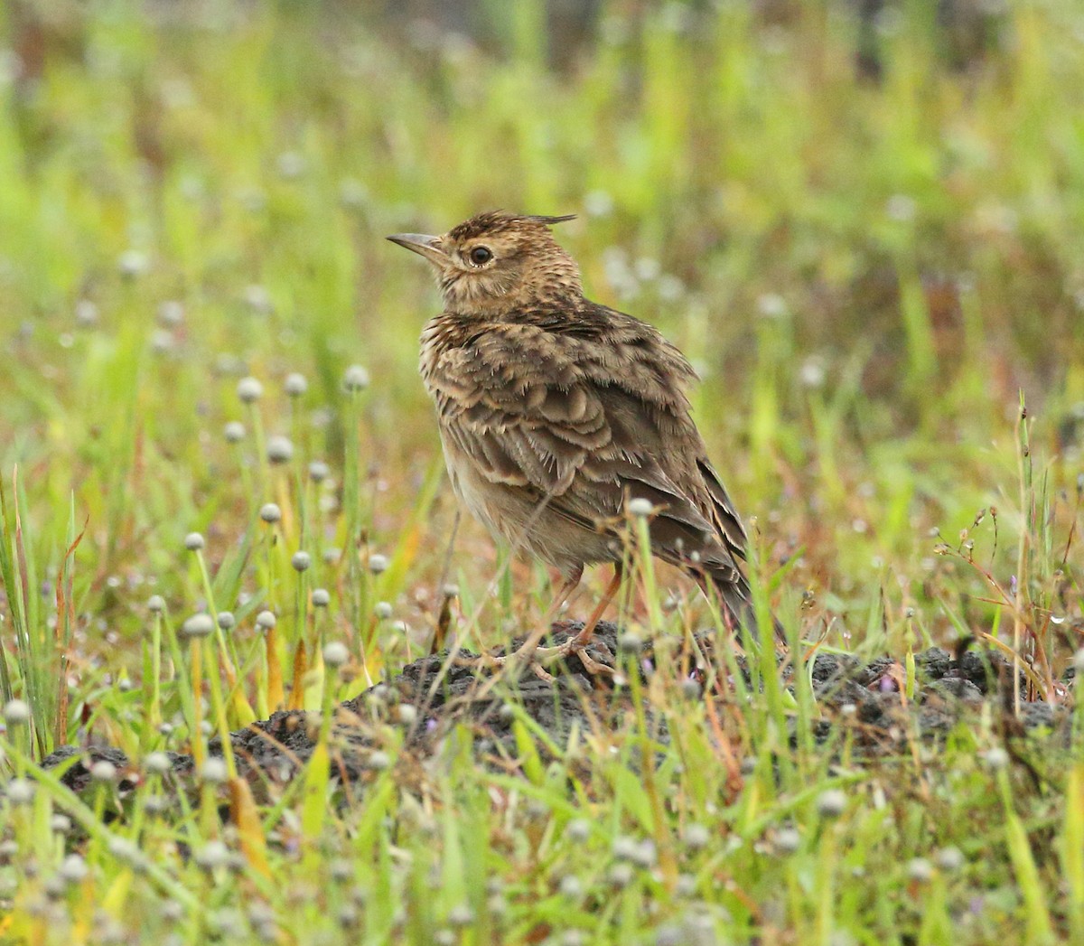 Malabar Lark - ML623133304