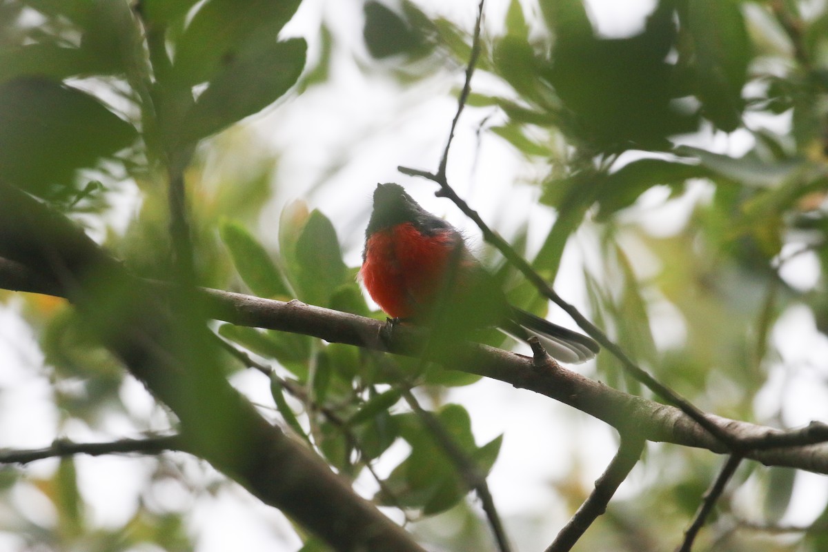 Slate-throated Redstart - ML623133310