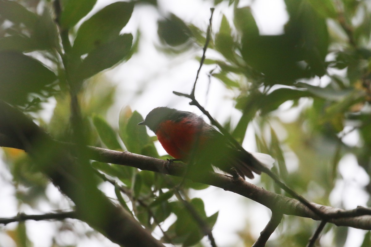 Slate-throated Redstart - ML623133311