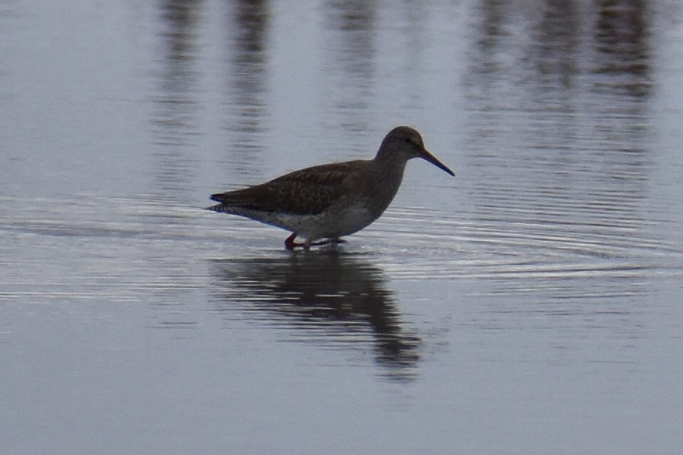 Common Redshank - ML623133315