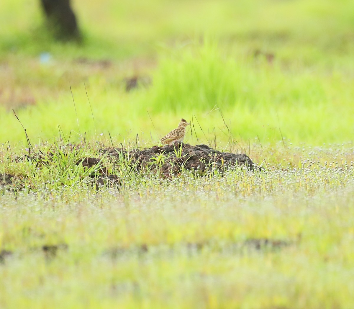 Malabar Lark - Savio Fonseca (www.avocet-peregrine.com)