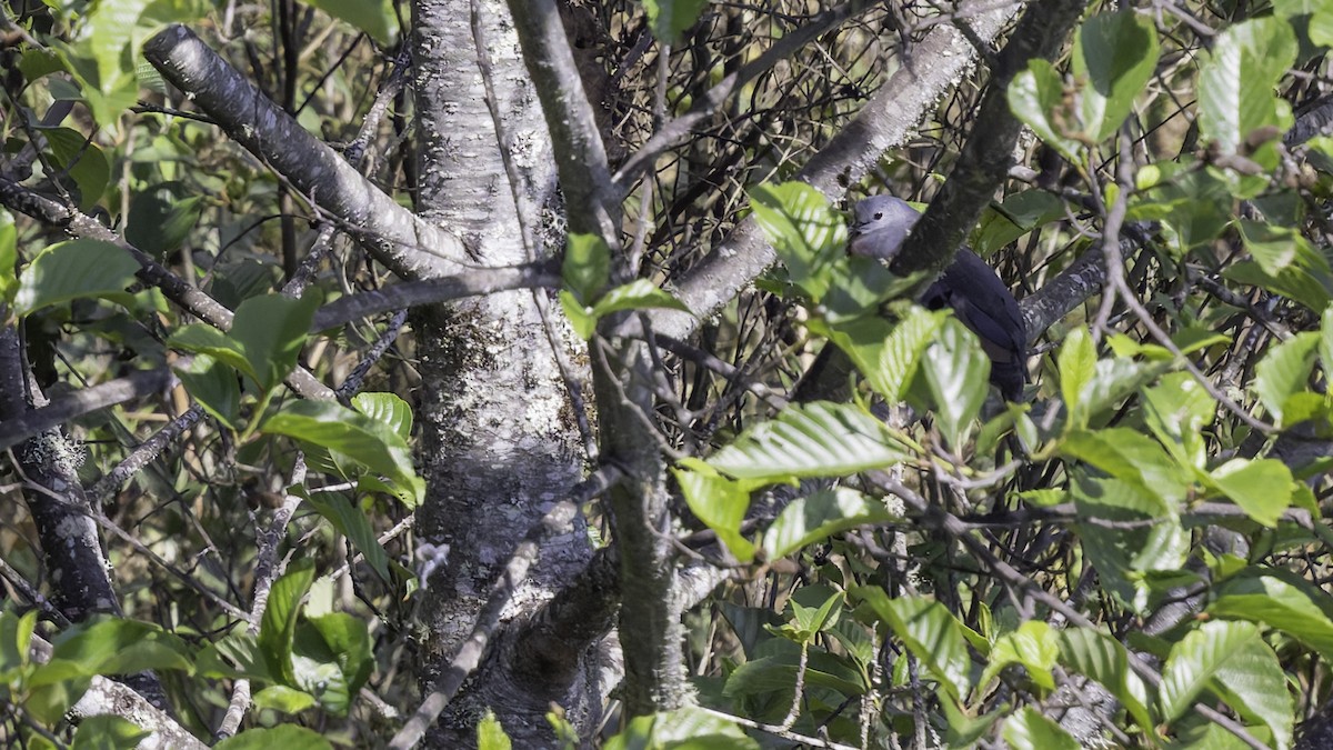 Maroon-chested Ground Dove - ML623133363