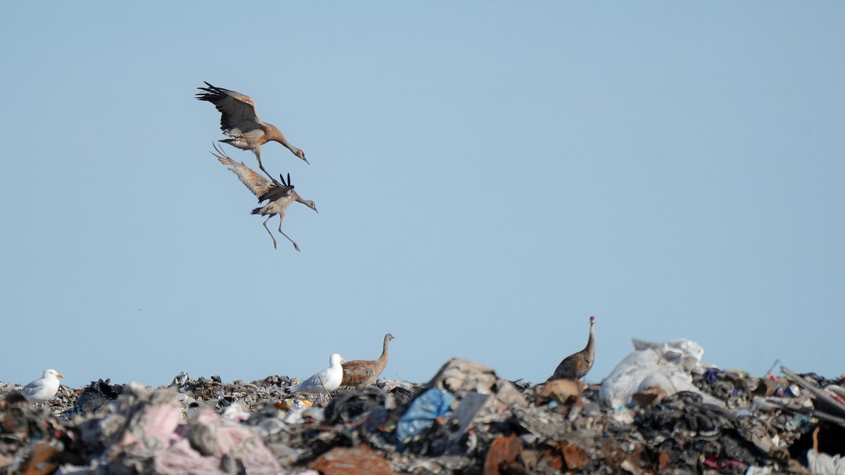 Sandhill Crane - ML623133408