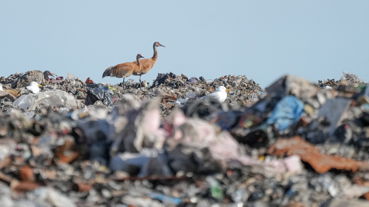 Sandhill Crane - ML623133409