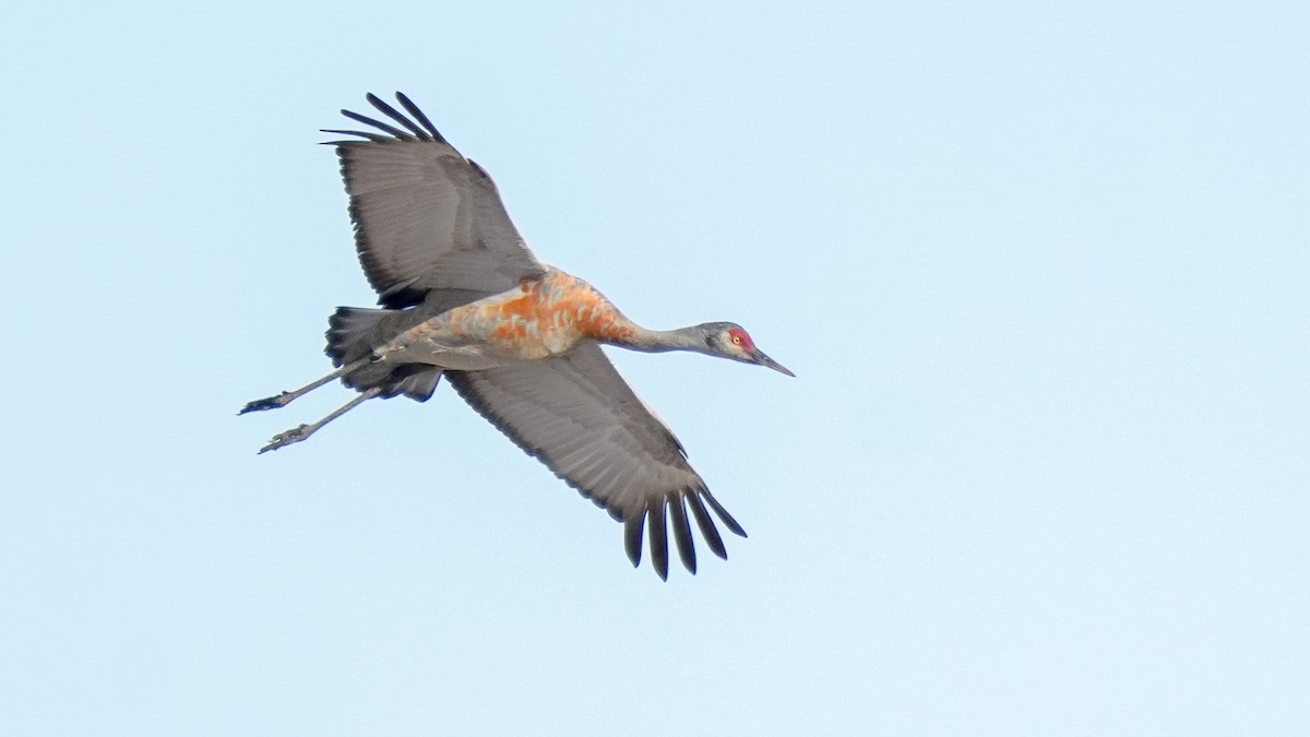 Sandhill Crane - ML623133410