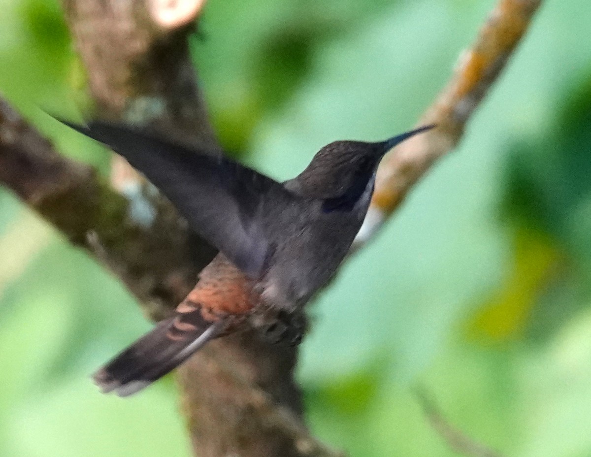 Tufted Coquette - ML623133421