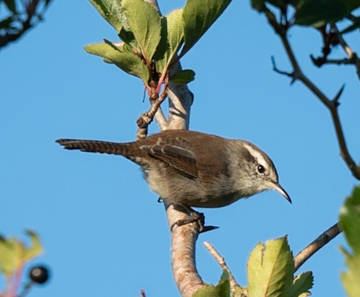 Bewick Çıtkuşu - ML623133582