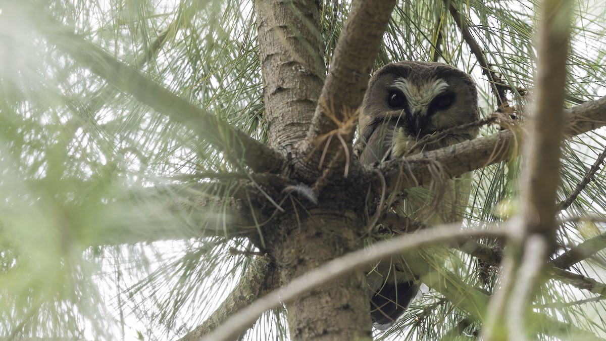 Unspotted Saw-whet Owl - ML623133588