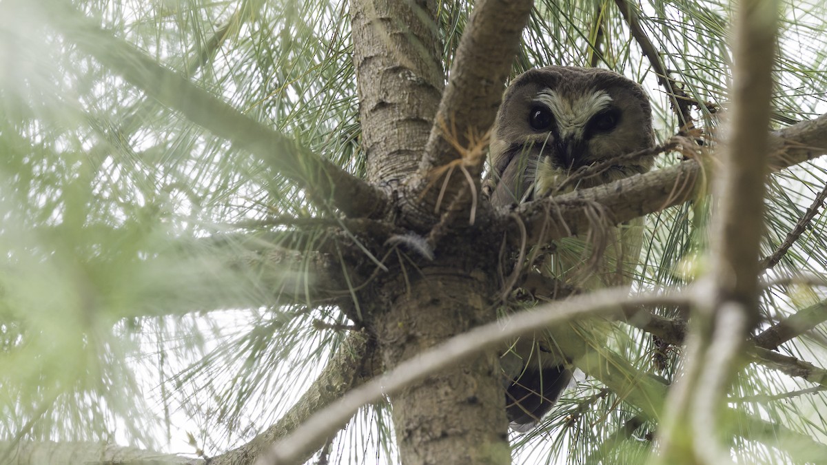 Unspotted Saw-whet Owl - ML623133589