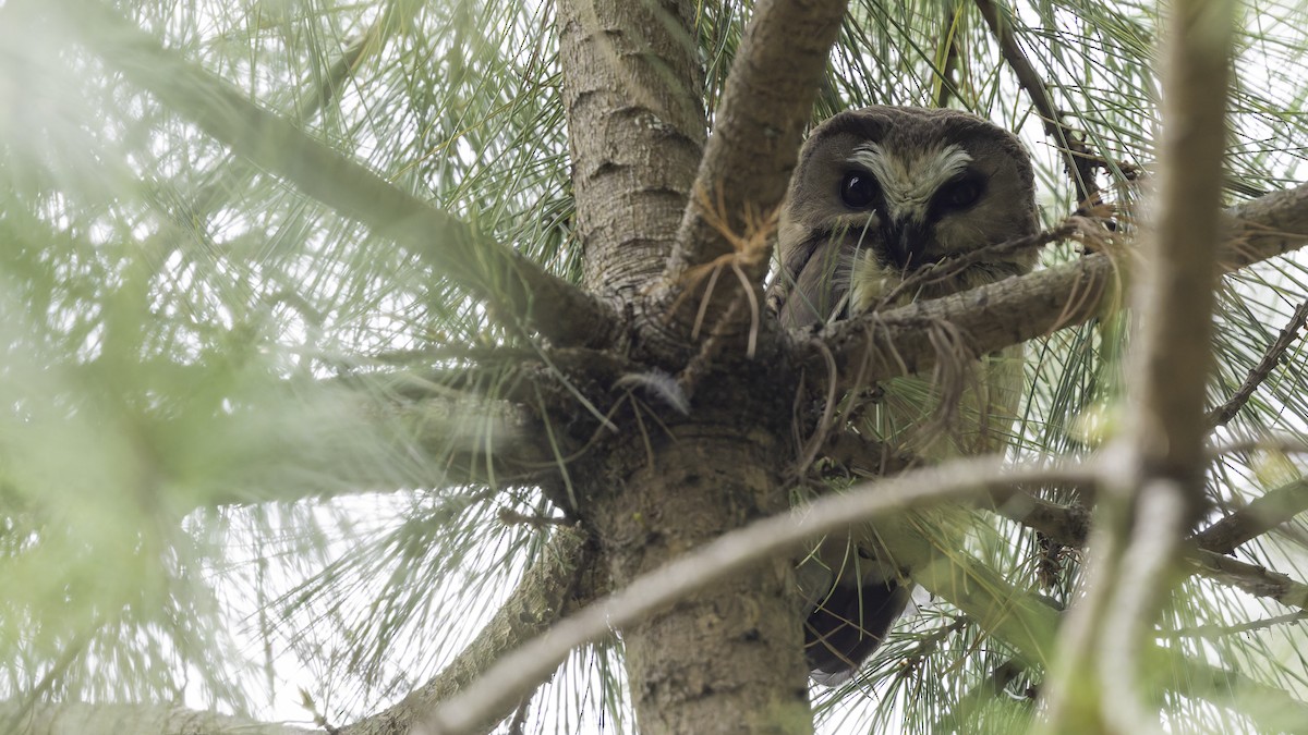 Unspotted Saw-whet Owl - ML623133590