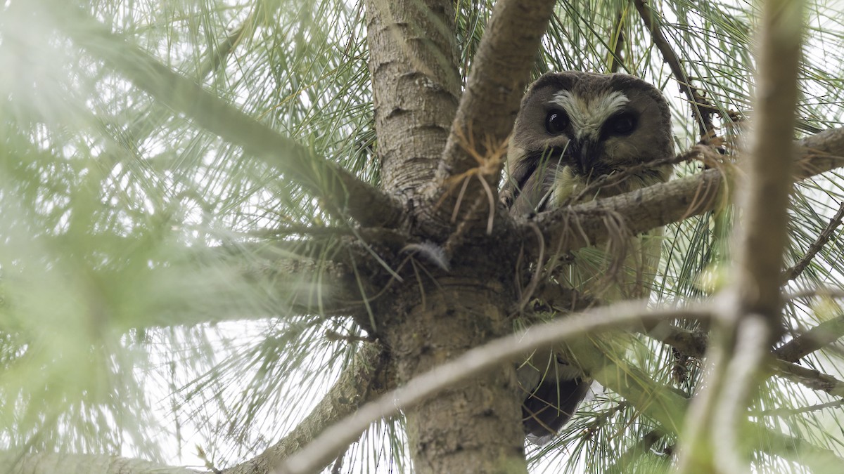 Unspotted Saw-whet Owl - ML623133593