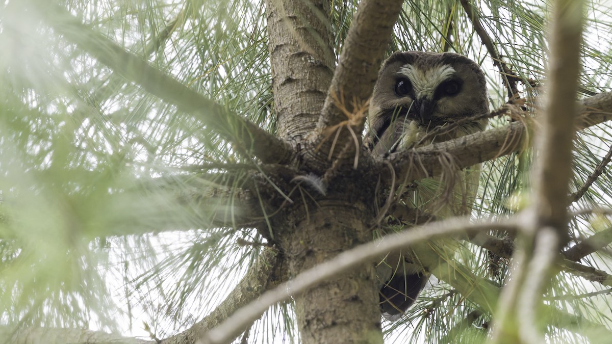 Unspotted Saw-whet Owl - ML623133594