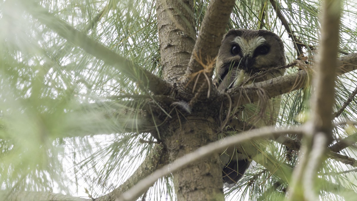 Unspotted Saw-whet Owl - ML623133595