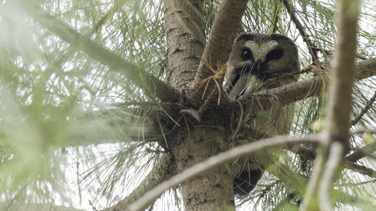 Unspotted Saw-whet Owl - ML623133596