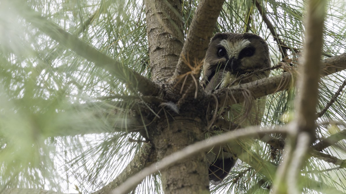 Unspotted Saw-whet Owl - ML623133597