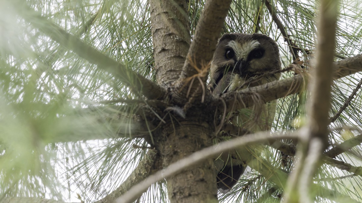 Unspotted Saw-whet Owl - ML623133598