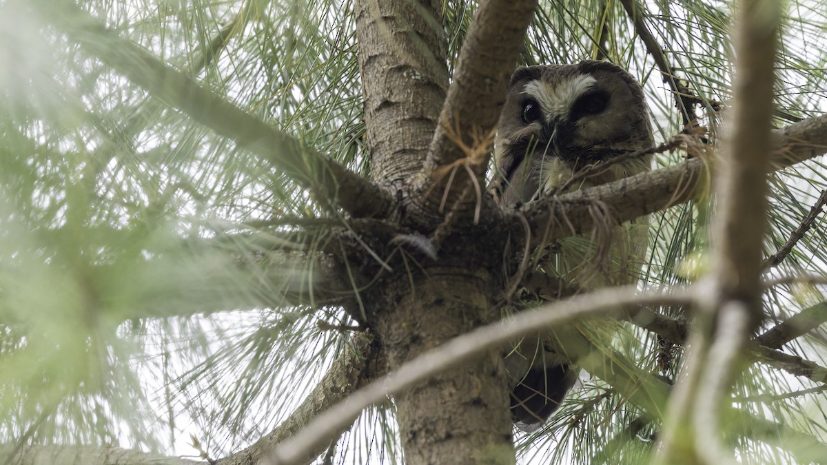 Unspotted Saw-whet Owl - ML623133600