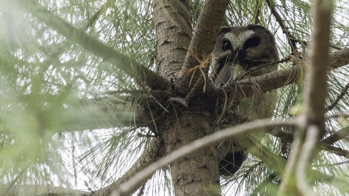 Unspotted Saw-whet Owl - ML623133601