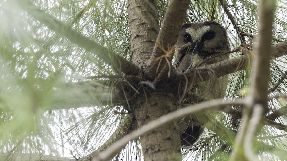 Unspotted Saw-whet Owl - ML623133603