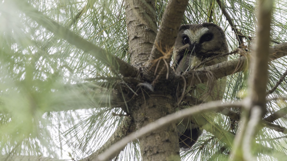 Unspotted Saw-whet Owl - ML623133604