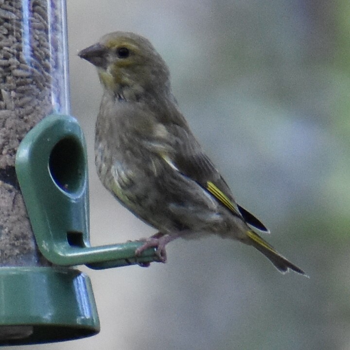 European Greenfinch - ML623133629