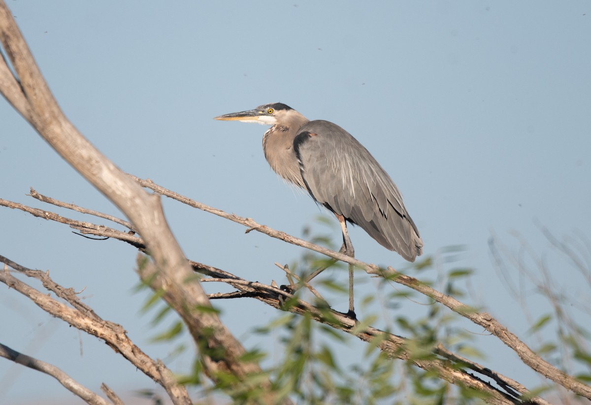 Great Blue Heron - ML623133688