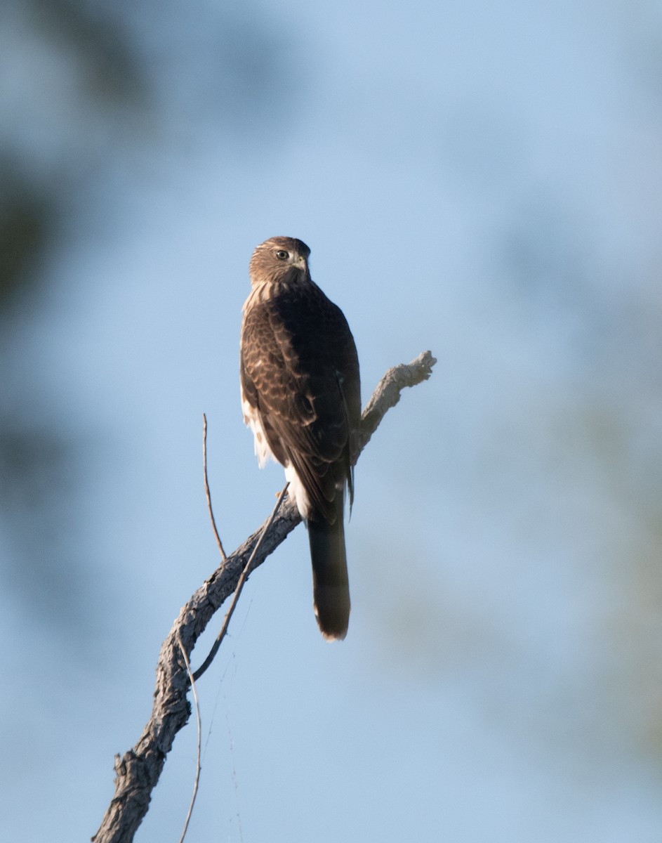 Cooper's Hawk - ML623133696