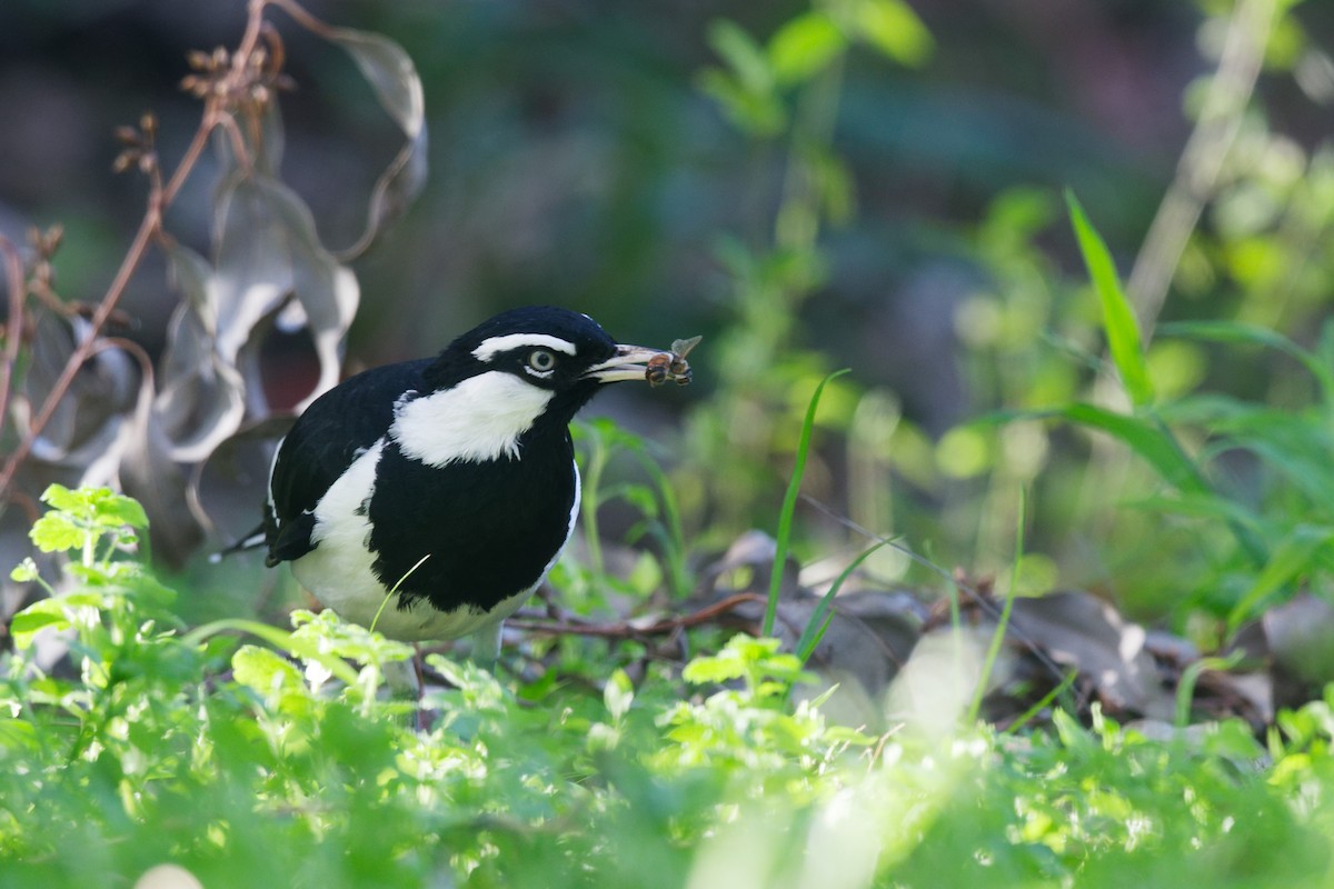 Magpie-lark - ML623133700