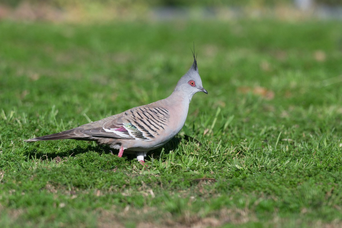 Crested Pigeon - ML623133701