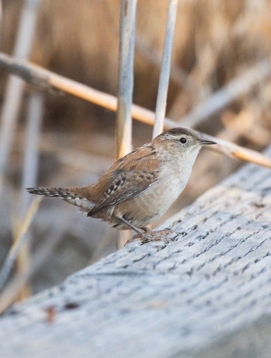 Marsh Wren - ML623133705