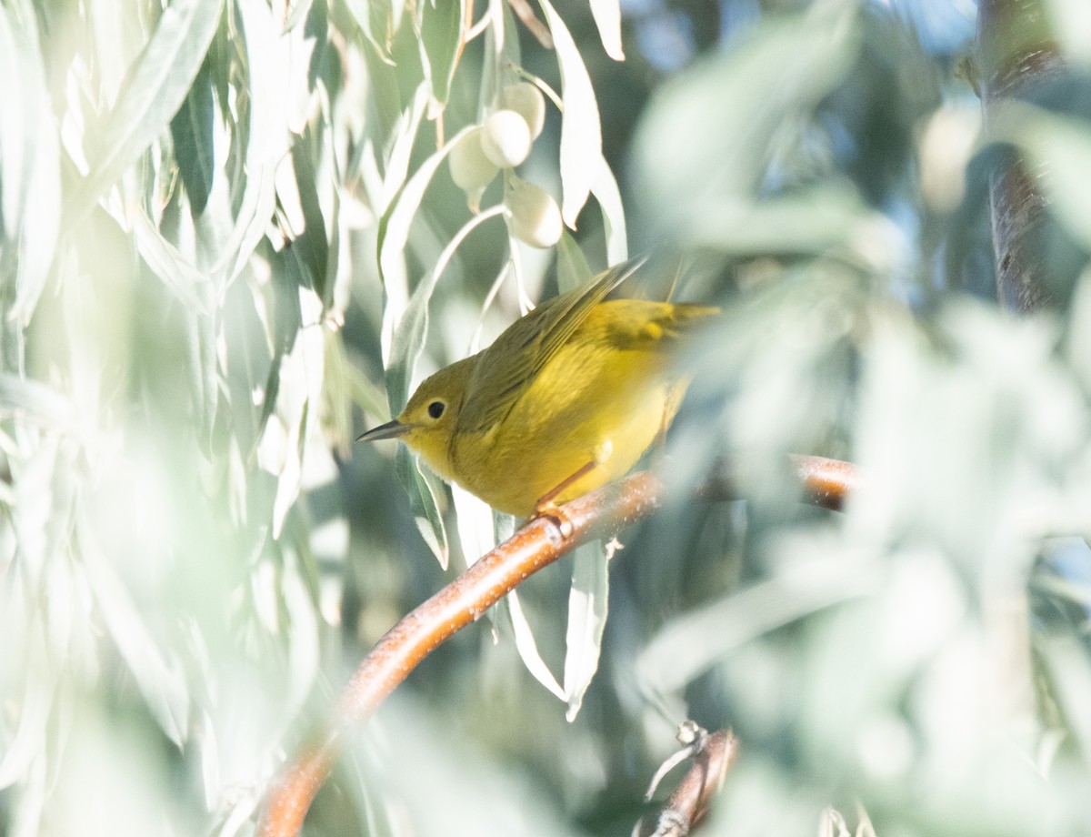 Yellow Warbler - ML623133713